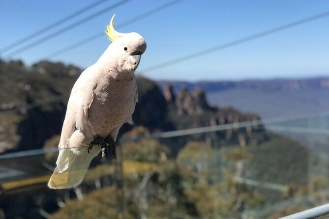 PJ Blue Mountains Supreme [Private Charter] - Sydney Zoo: your Australian animal warm-up without wasting the morning