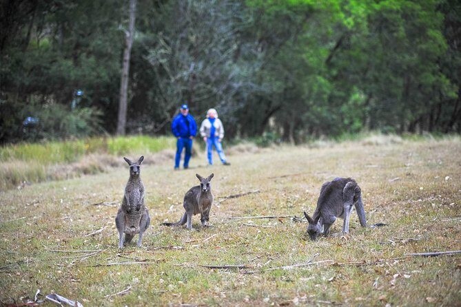 Private Blue Mountains and Winery Day-Trip from Sydney - Wentworth Falls Lookout: short walks, big payoff views