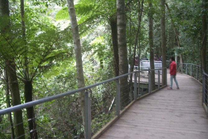 PRIVATE Blue Mountains day tour with local guide. - A private Blue Mountains day plan: sights, animals, and a ferry back