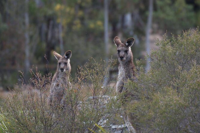Private Blue Mountains Insider Tour from Sydney - The Three Sisters: quick, iconic, and worth the stop
