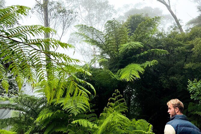 Private Blue Mountains Tour | Waterfalls, Koalas & Views - The Three Sisters at Echo Point: The Icon That’s Still Worth It