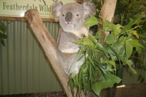 PRIVATE Blue Mountains Tour, Wildlife Park and River Cruise - Three Sisters and Echo Point: the stops you can’t really skip