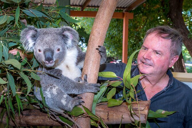 PRIVATE Blue Mountains Wilderness & Wildlife Late Start Tour - Calmsley Hill City Farm: koalas up close, plus kangaroos
