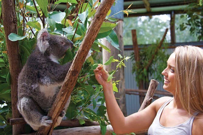 Private Guided Tour: Blue Mountains Tour from Sydney - Why a private Blue Mountains day feels different