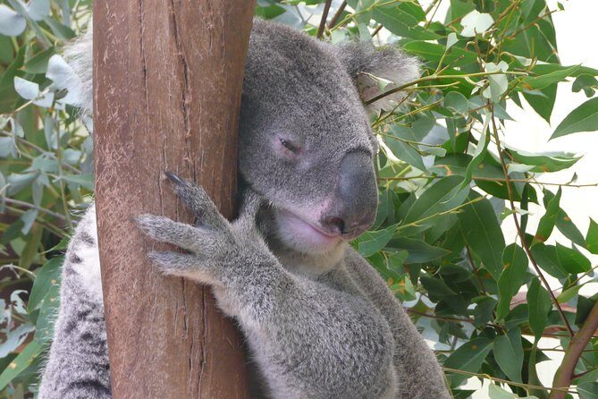 Private Guided Tour from Sydney to Blue Mountains National Park - Featherdale Wildlife Park: the best kind of first chapter