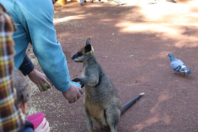 Private Luxury Blue Mountain Tour with Wildlife and River Cruise - Door-to-door pickup in Sydney CBD, with a guide driving the day