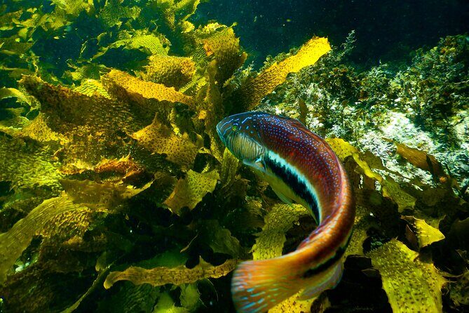 Private Snorkeling Tour In Sydney's Marine Reserve - Key highlights worth knowing