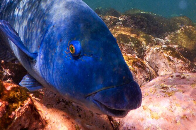 Private Snorkeling Tour In Sydney's Marine Reserve - Clovelly meeting point and the gear-up moment
