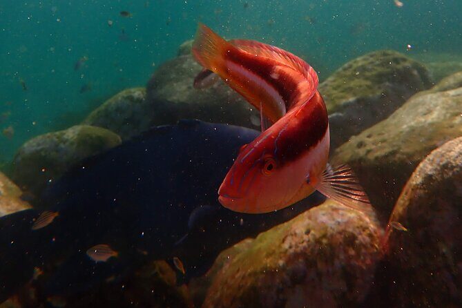 Private Snorkeling Tour In Sydney's Marine Reserve - The private experience: pace, photo stops, and first-timer confidence