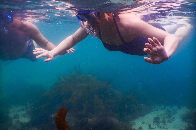 Private Snorkeling Tour In Sydney's Marine Reserve - Safety, equipment, and what to expect during the water time