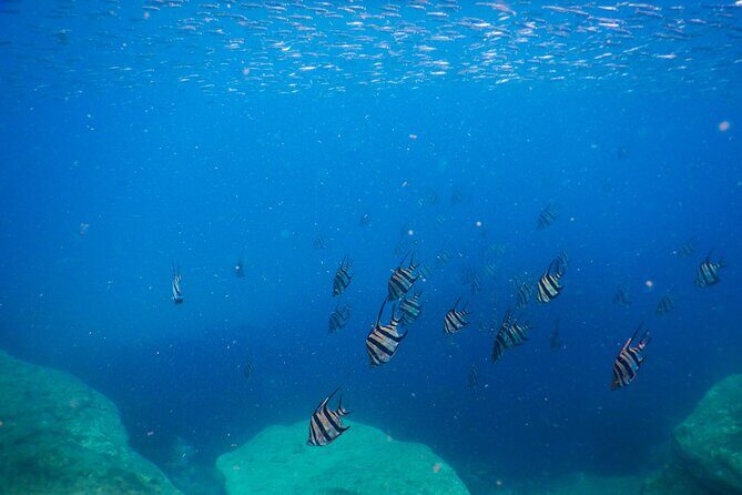 Private Snorkeling Tour In Sydney's Marine Reserve - If Clovelly isn’t safe: the possible switch to Little Bay