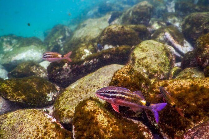 Private Snorkeling Tour In Sydney's Marine Reserve - After snorkeling: Clovelly Beach, coastal walks, and nearby breaks