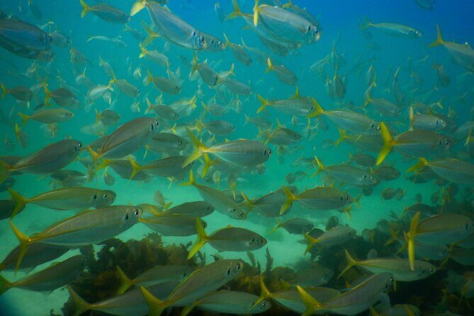 Private Snorkeling Tour In Sydney's Marine Reserve - Price and value: what $143.09 covers in a Sydney private snorkel