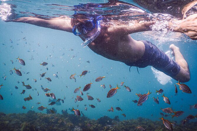 Private Snorkeling Tour In Sydney's Marine Reserve - How your guide plans the route around recent marine activity