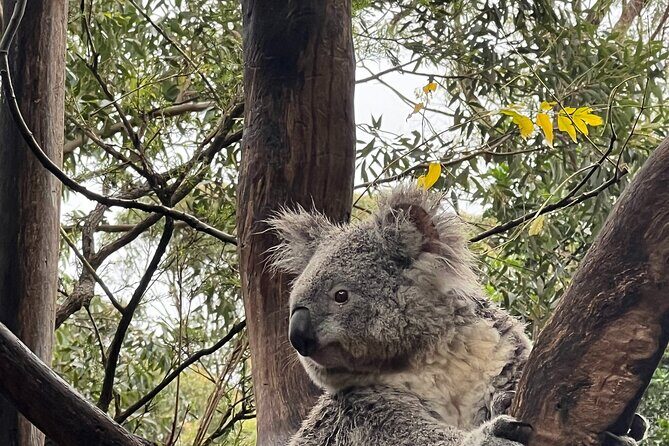 Private Tour Blue Mountains Day Adventure Wildlife + River Cruise - Key highlights at a glance