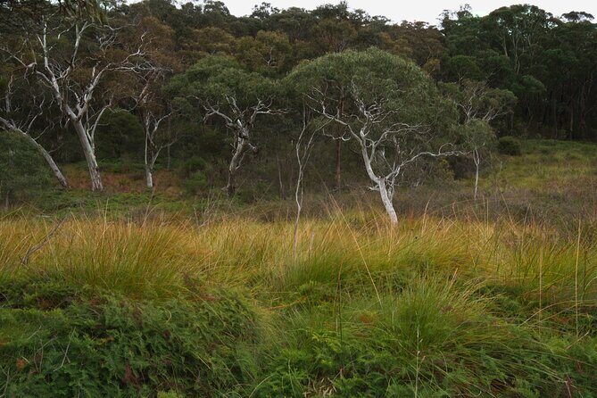 Private Tour Blue Mountains Day Adventure Wildlife + River Cruise - River ferry tickets: a calmer chapter after the off-road
