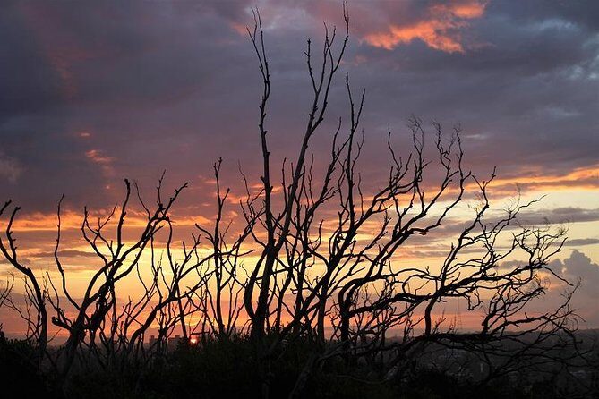 Private tour of Ku-Ring-Gai National Park and Northern Beaches - Timing and pacing: why the 9 hours feels like a full win