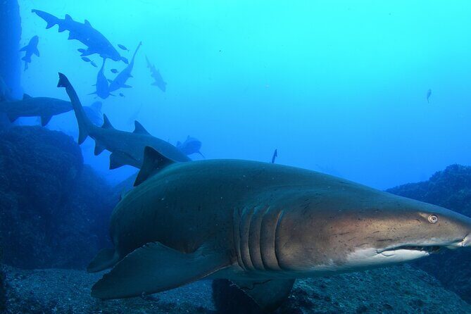 Scuba Dive With Grey Nurse Sharks in Bushrangers Bay - Key Things to Know Before You Go