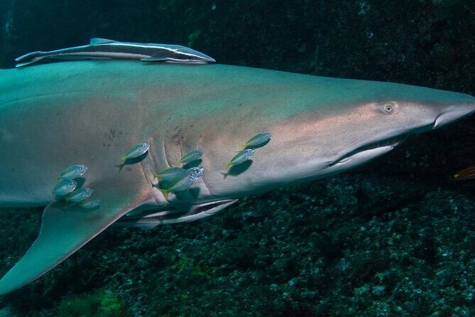 Scuba Dive With Grey Nurse Sharks in Bushrangers Bay - Small-Group Scuba Shore Sessions in Bushrangers Bay
