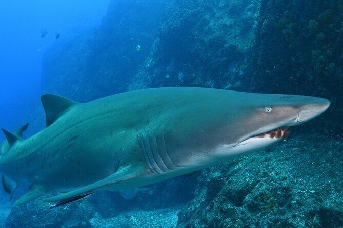 Scuba Dive With Grey Nurse Sharks in Bushrangers Bay - Two Guided Shore Sessions: How the Day Flows