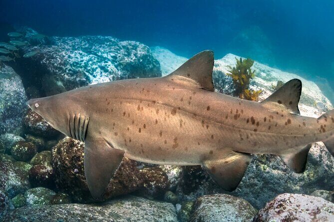 Scuba Dive With Grey Nurse Sharks in Bushrangers Bay - Meeting the Guides: Mark, Raul, Jean, and Roman