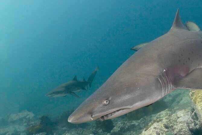 Scuba Dive With Grey Nurse Sharks in Bushrangers Bay - The Road Trip to Shellharbour (and Why It’s Part of the Value)
