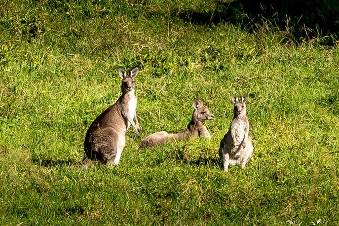 Sea Cliff Bridge, Kiama Blowhole, Beaches & Wildlife Small Group - Price and what $202.26 gets you (and what you might pay extra elsewhere)