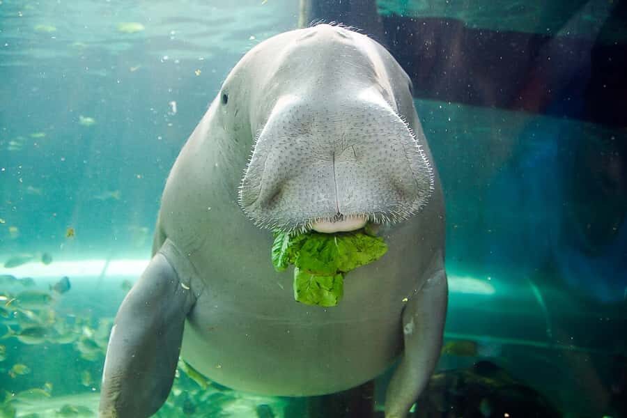 SEA LIFE Sydney Aquarium Entry Ticket - Key things to know before you go