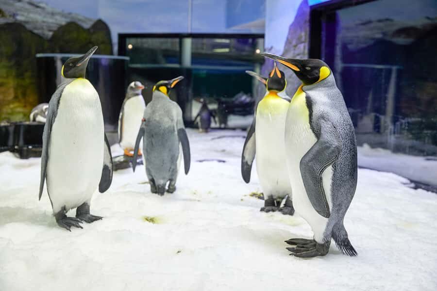 SEA LIFE Sydney Aquarium Entry Ticket - Where this fits best in your Sydney itinerary