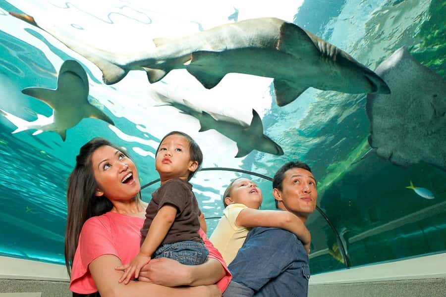 SEA LIFE Sydney Aquarium Entry Ticket - Entering on the city side of Darling Harbour: getting there fast