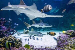 SEA LIFE Sydney Aquarium Entry Ticket - Skip the line and plan your 1-day time window
