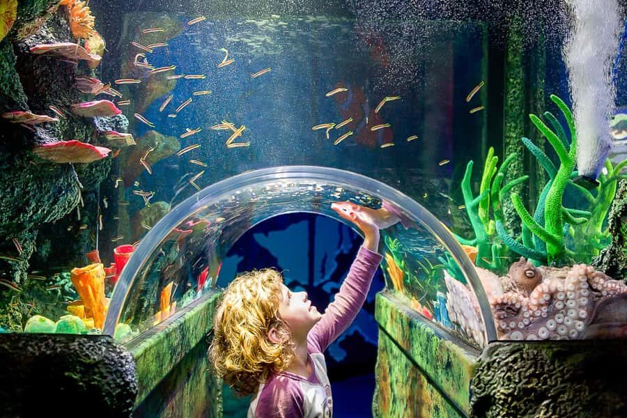 SEA LIFE Sydney Aquarium Entry Ticket - Underwater tunnel magic: what it feels like inside