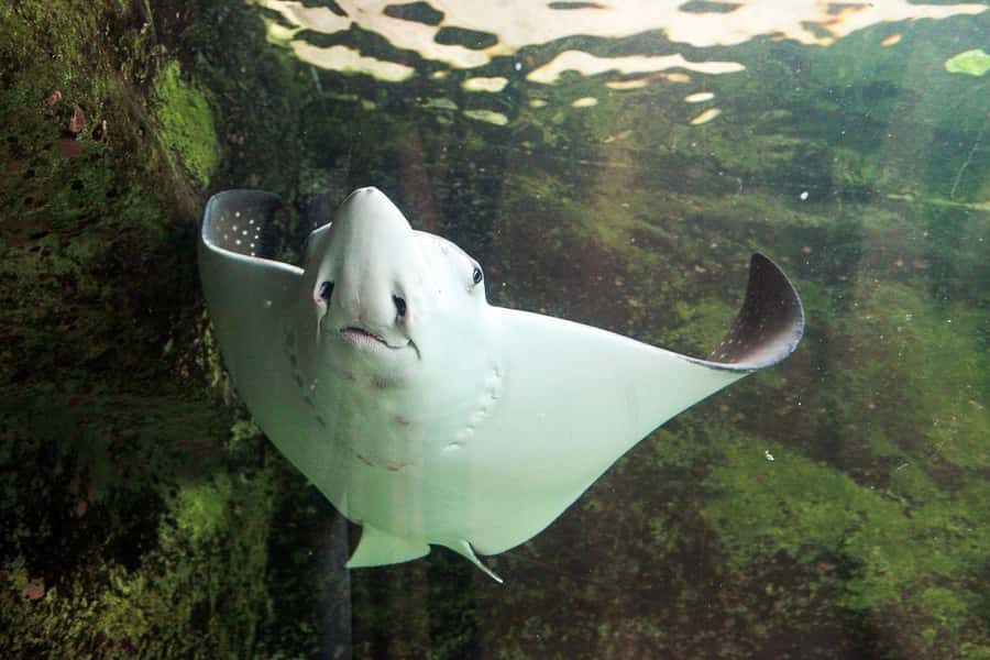 SEA LIFE Sydney Aquarium Entry Ticket - Creature features and feeding times: dugongs, spider crabs, and more