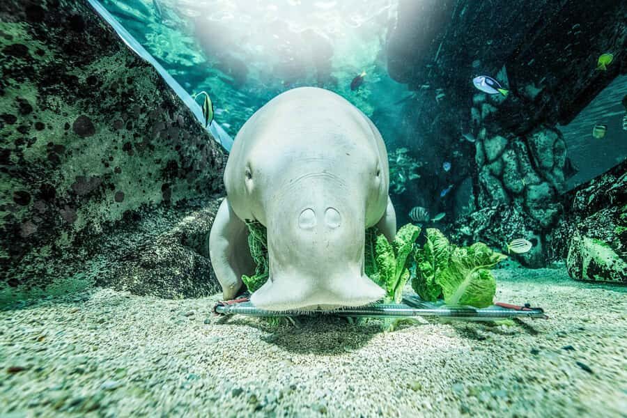 SEA LIFE Sydney Aquarium Entry Ticket - Pacing your visit: how long to spend and how to avoid burnout