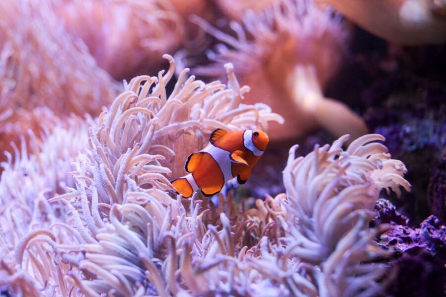 SEA LIFE Sydney Aquarium Entry Ticket - Price and value: is $31 a fair deal?