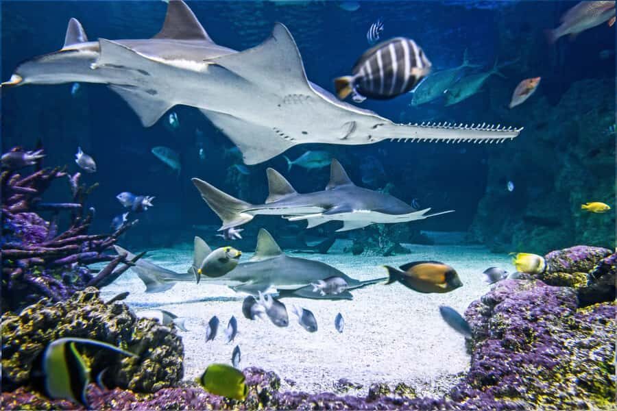 SEA LIFE Sydney Aquarium Entry Ticket - Skip the line and plan your 1-day time window
