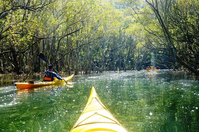Self-Guided Sydney Middle Harbour Kayak 3 Hour Tour by Double Kayak - Garigal National Park: nature paddling close to the city
