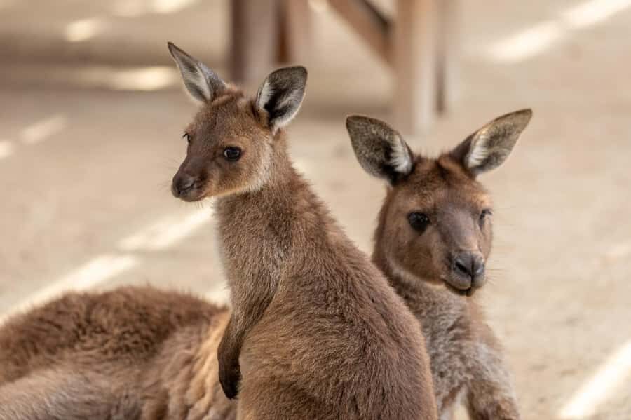 Small Group Blue Mountains, Wildlife & Scenic World Day Tour - Price and value: is $147 worth it for an 11-hour day?