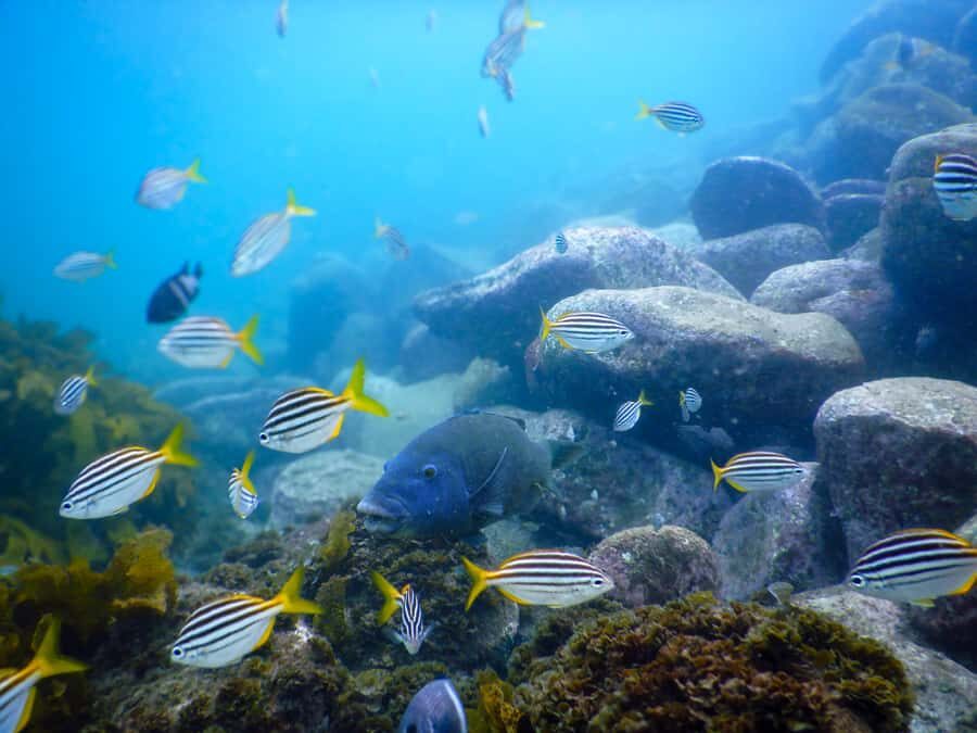 Snorkel Sydney’s Stunning Marine Reserve on a Private Tour - Quick hits