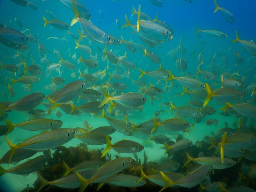 Snorkel Sydney’s Stunning Marine Reserve on a Private Tour - One hour in the water: what you’ll actually do and see