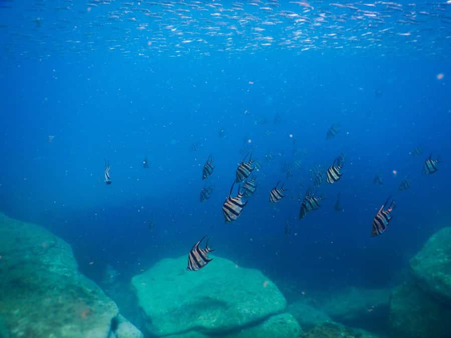 Snorkel Sydney’s Stunning Marine Reserve on a Private Tour - Gear, rules, and what to bring (so you don’t waste time)