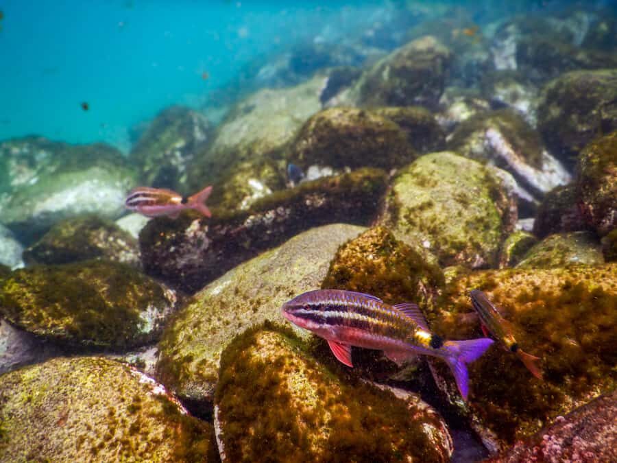 Snorkel Sydney’s Stunning Marine Reserve on a Private Tour - Who this private snorkeling tour fits best
