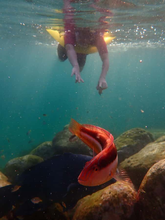 Snorkel Sydney’s Stunning Marine Reserve on a Private Tour - Meeting at Clovelly: how the start sets the tone