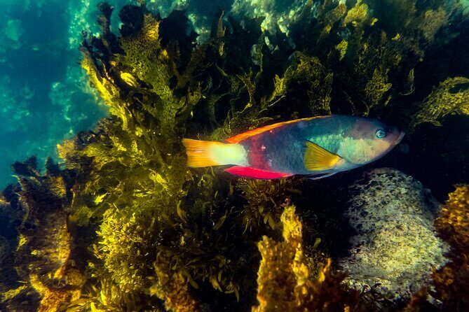 Snorkeling To Discover Sydney's Underwater Wonders - Key things that make this Sydney snorkeling tour work