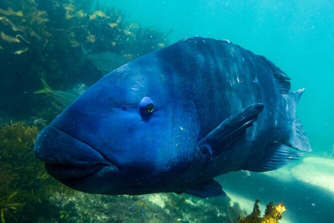 Snorkeling To Discover Sydney's Underwater Wonders - Why Clovelly Beach snorkeling beats guessing around Bondi