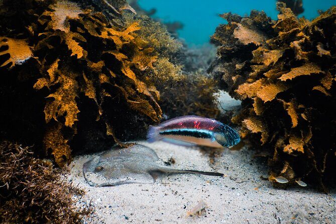 Snorkeling To Discover Sydney's Underwater Wonders - Stop 2 in the Bondi area: a second chance to spot fish