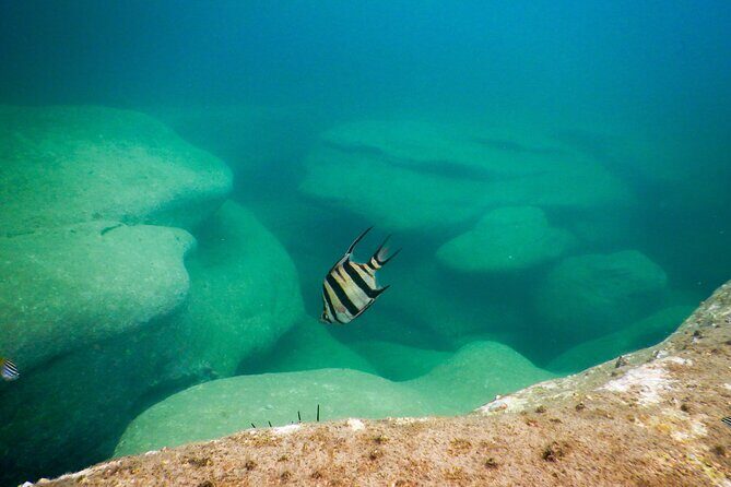 Snorkeling To Discover Sydney's Underwater Wonders - Photos included: the part that saves your hands in fins
