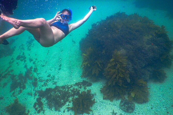 Snorkeling To Discover Sydney's Underwater Wonders - The 1.5-hour flow: short, focused, and beginner-friendly