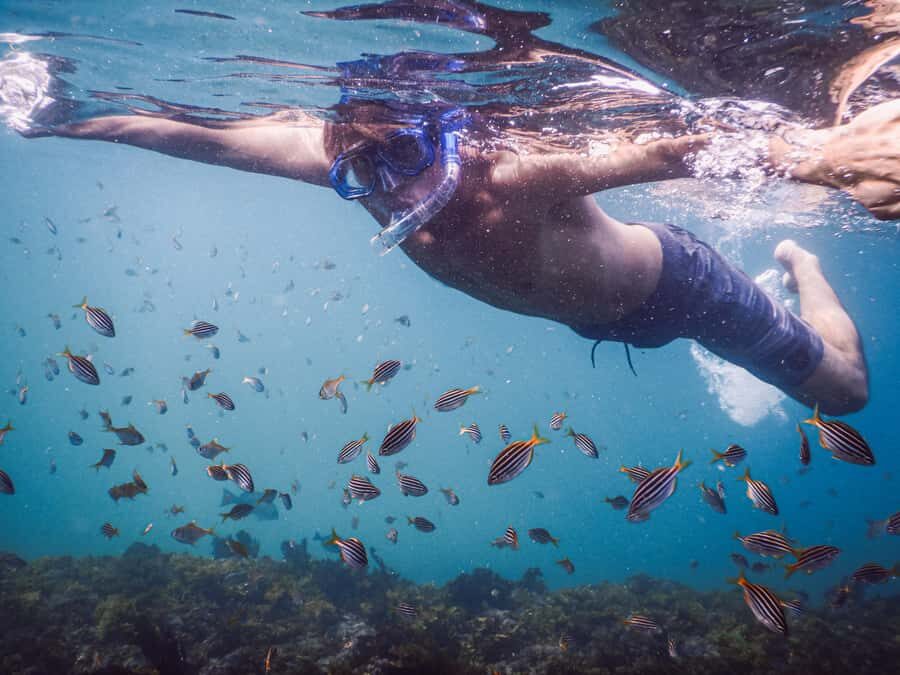 Snorkeling Tour: Discover Sydney’s impressive sea life - Key points to know before you go