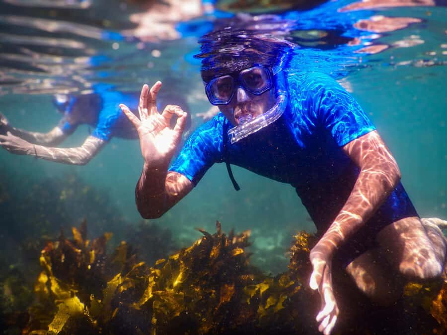 Snorkeling Tour: Discover Sydney’s impressive sea life - Clovelly Reef: the real reason this snorkeling trip works